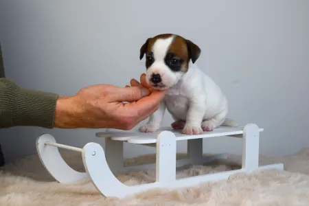 Jack Russell Terrier - Gold Leash Udon