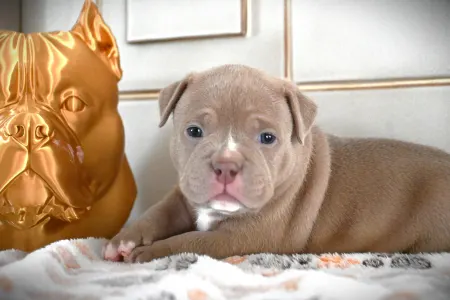 American Bully - Pocket - Zaria