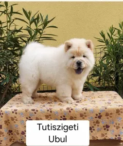 Chow chow - Ubul