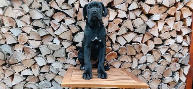 Cane Corso Italiano - Caesar’s Guardians