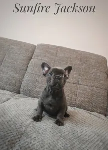 French Bulldog - Jackson 