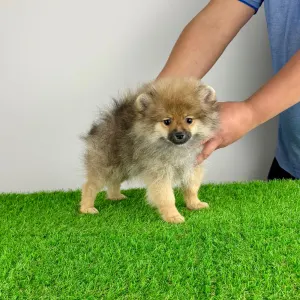 German Pomeranian Spitz - Onita