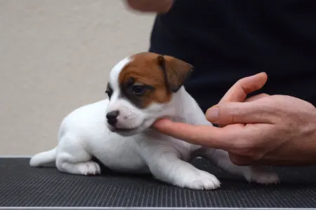 Jack Russell Terrier - Gold Leash Yoko