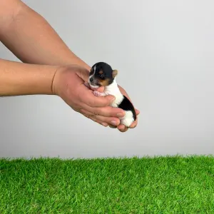 Biewer Terrier - Rinty