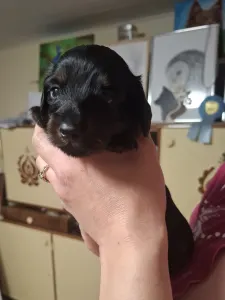 Tacskó - Black Jack