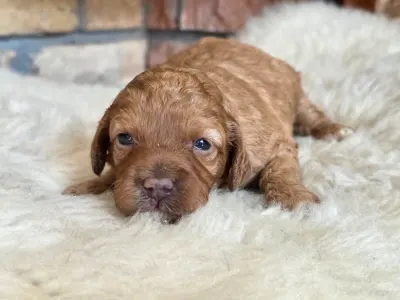 Cavapoo - Nina