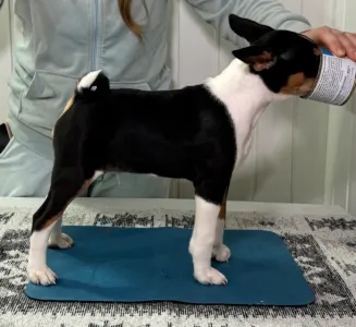 Basenji - Perfect Check Lucky Alien 