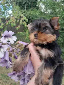 Yorkshire Terrier - Shazam
