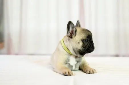 French Bulldog - Wish Wonderful Grove