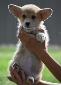 Welsh Corgi Pembroke - Szavíra