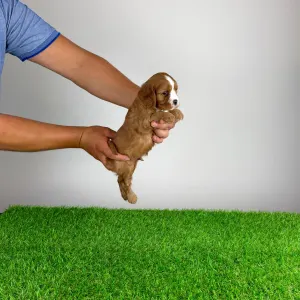 Cavalier King Charles Spaniel - Wendelin