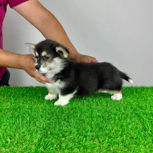 Pembroke Welsh Corgi - Rambo