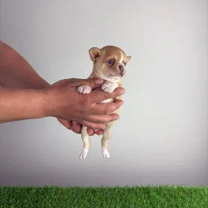 Chihuahua - Zimba 
