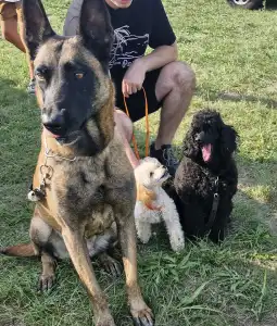Groenendael Ciobanesc belgian - Hottwan Kennel 