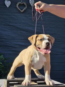 American Bully - Pocket - Artur