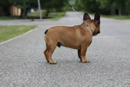 French Bulldog - Hajósbulldy Milkman