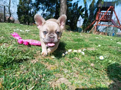 Französische Bulldogge - Betty