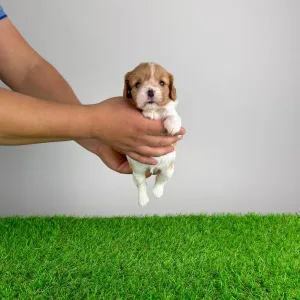 Кавалер кинг-чарльз-спаниель - Dina