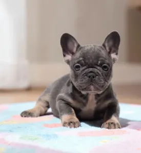 Francia bulldog - Kenzo
