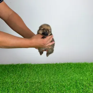 Pomeranian - Tompson