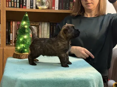 Cairn Terrier - Majestic Sandial Toblerone