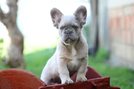 Francia bulldog - Urus
