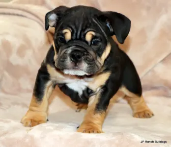 Englische Bulldogge - Willy Sold