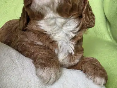 Cavapoo - Joker