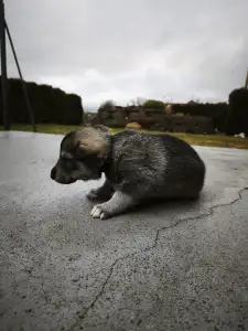 West Siberian Laika - Aki