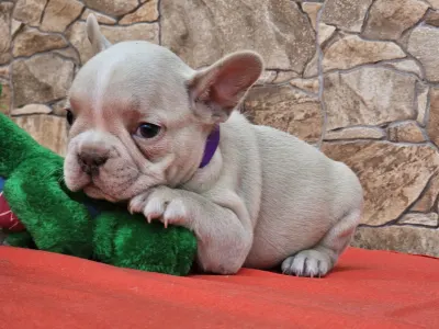 French Bulldog - Dodo