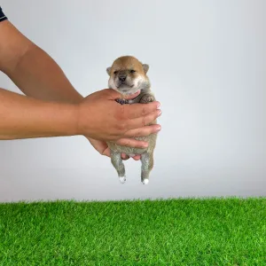 Shiba inu - Xara