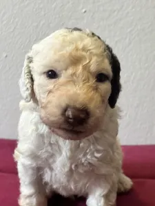 Spanyol vízikutya - Badolf