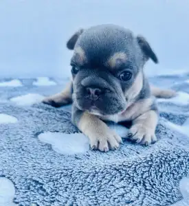 Bulldog francez - Neo