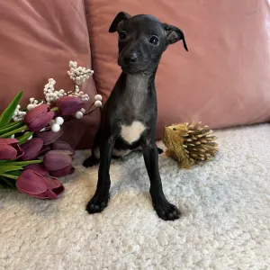 Olasz agár - Libero Lieto Italian Greyhound Kennel