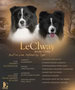 Border Collie - Jake