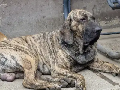 Fila Brasileiro - Hektor De Oro Puro
