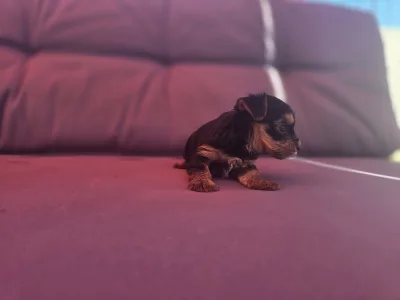 Yorkshire Terrier - Atos