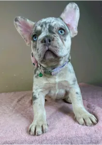 Francia bulldog - Mary