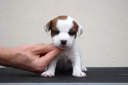 Jack Russell Terrier - Gold Leash Yuki