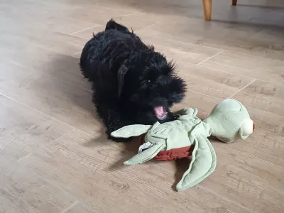 Zwergschnauzer - Hecsedli