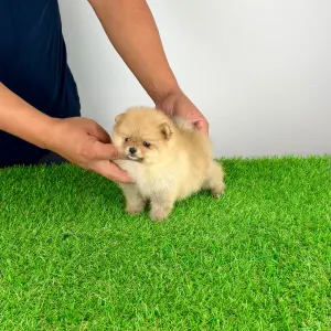 Pomeranian - Siena