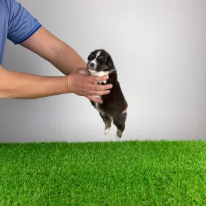 Australian Shepherd - Bastian