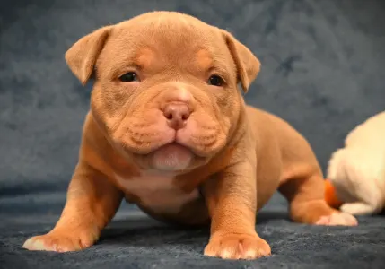 Amerikai Bully - Pocket - Zoey