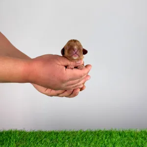 Cavalier King Charles Spaniel - Jed