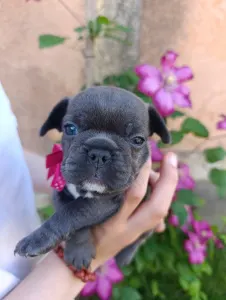 Francia bulldog - Nena