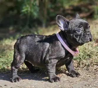 Bouledogue français - Mendy 