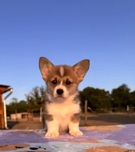Pembroke Welsh Corgi - Cartier