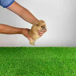 Pomeranian - Omedia