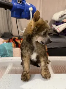 Chinese Crested Dog - Powder Sable Boy