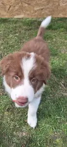 Border Collie - Maldiv